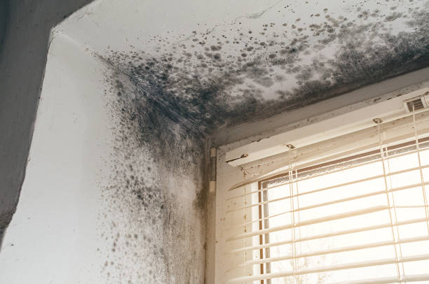 Trusted Attic Mold Removal service in Hiram, GA - Cheap Mold Removal